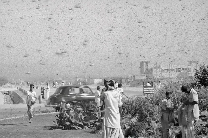 Framed Print : Insect Filled Sky over People in Street Framed Print : Insect Filled Sky over People in Street