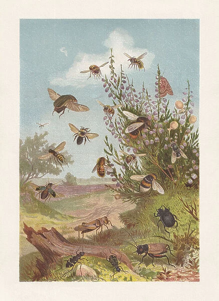 Insect life at the heather, chromolithograph, published in 1884