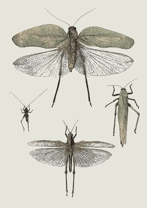 Framed Print : Insect Lithographs, 2193521662 Framed Print : Insect Lithographs, 2193521662