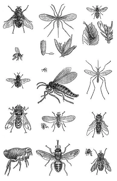 Insects. Antique illustration of various Insects