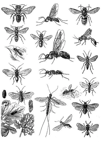 Insects. Antique illustration of Insects