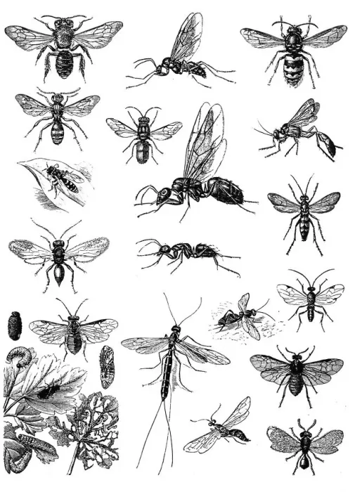 Framed Print : Insects. Antique illustration of Insects Framed Print : Insects. Antique illustration of Insects