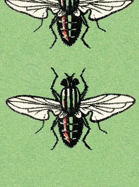 Insects. http: /  / csaimages.com / images / istockprofile / csa_vector_dsp.jpg