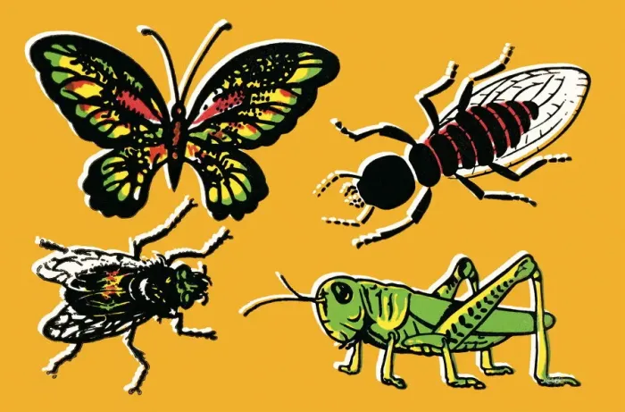 Framed Print : Insects. http: / / csaimages.com / images / istockprofile / csa_vector_dsp.jpg Framed Print : Insects. http: / / csaimages.com / images / istockprofile / csa_vector_dsp.jpg