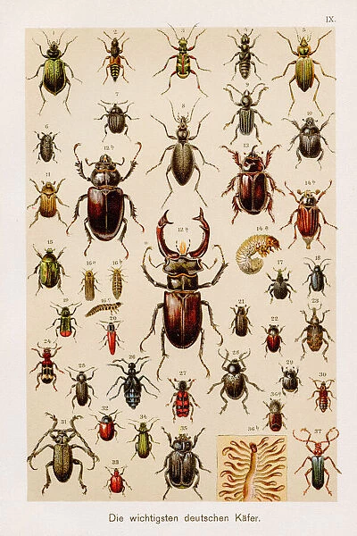 Insects beetles entomology Chromolithography 1899