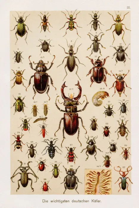 Framed Print : Insects beetles entomology Chromolithography 1899 Framed Print : Insects beetles entomology Chromolithography 1899