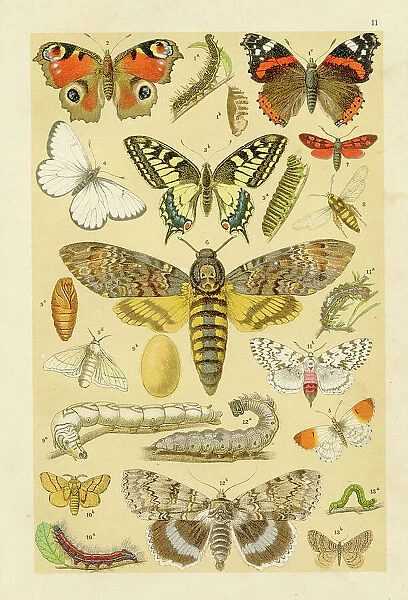 Insects butterflies chromolithograph engraving 1895