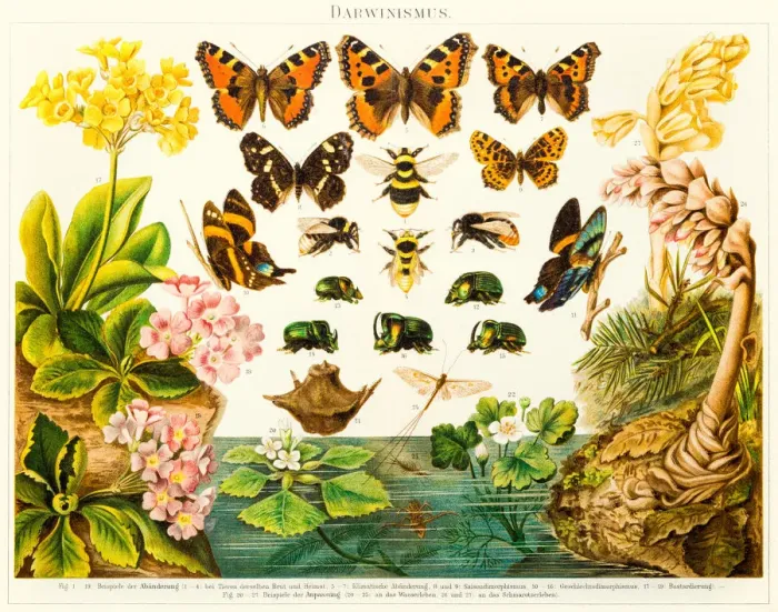 Framed Print : Insects butterflies lithograph 1895 Framed Print : Insects butterflies lithograph 1895