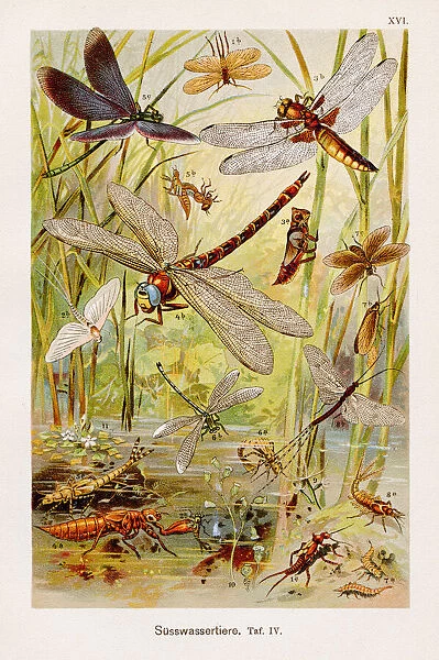 Insects Chromolithography 1899