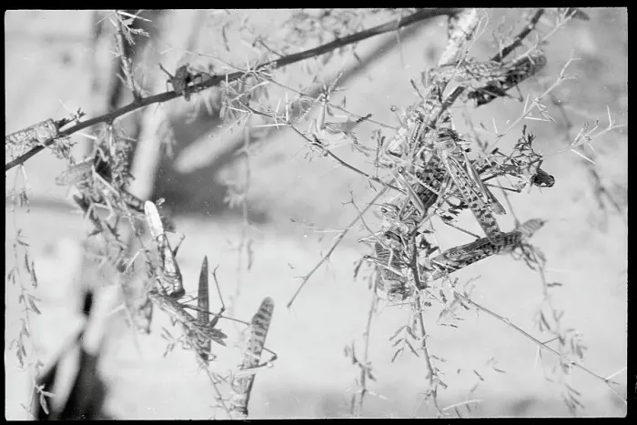Framed Print : Insects Covering Tree Limbs Framed Print : Insects Covering Tree Limbs