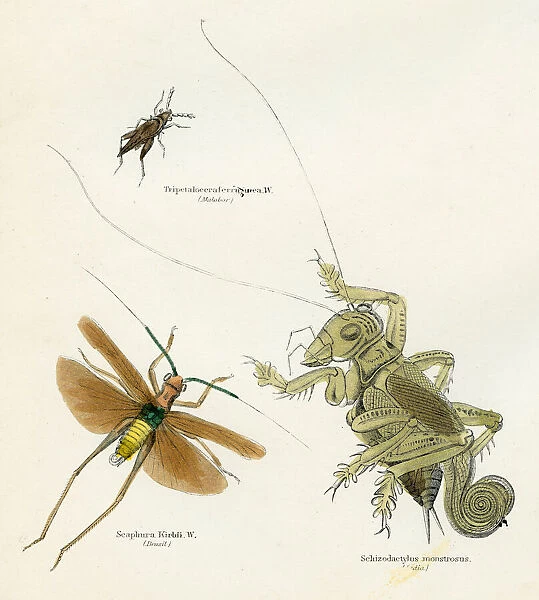 Insects crickets engraving 1893
