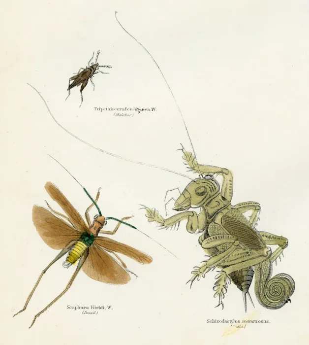 Framed Print : Insects crickets engraving 1893 Framed Print : Insects crickets engraving 1893