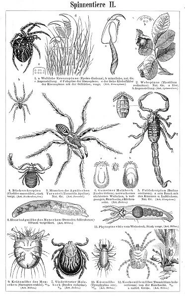 Insects engraving 1895