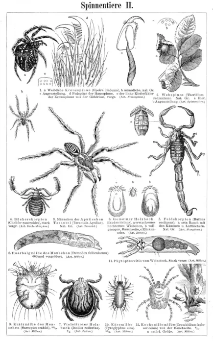 Framed Print : Insects engraving 1895