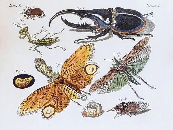 Insects, hand-colored copper engraving from childrens book by Friedrich Justin Bertuch