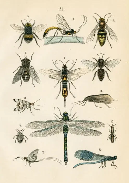 Framed Print : Insects: hawker, bee, hornet, caddisfly, horntail engraving 1872 Framed Print : Insects: hawker, bee, hornet, caddisfly, horntail engraving 1872