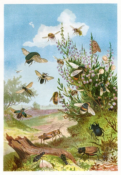 Insects on heather Chromolithograph 1884