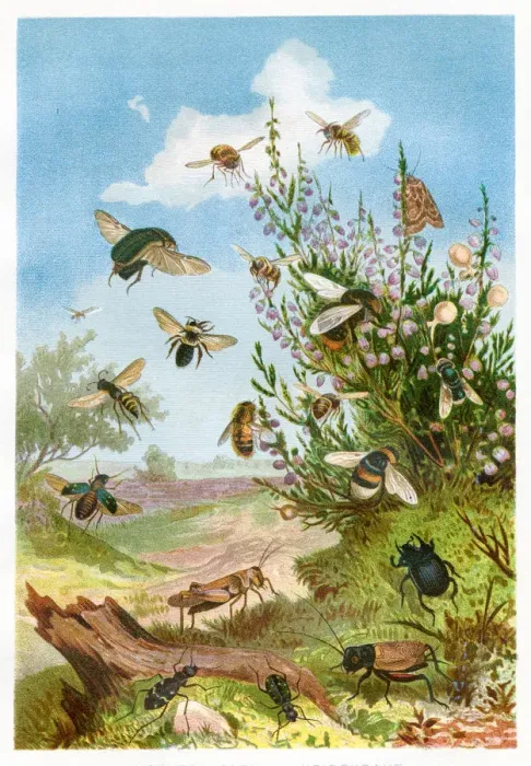 Framed Print : Insects on heather Chromolithograph 1884 Framed Print : Insects on heather Chromolithograph 1884