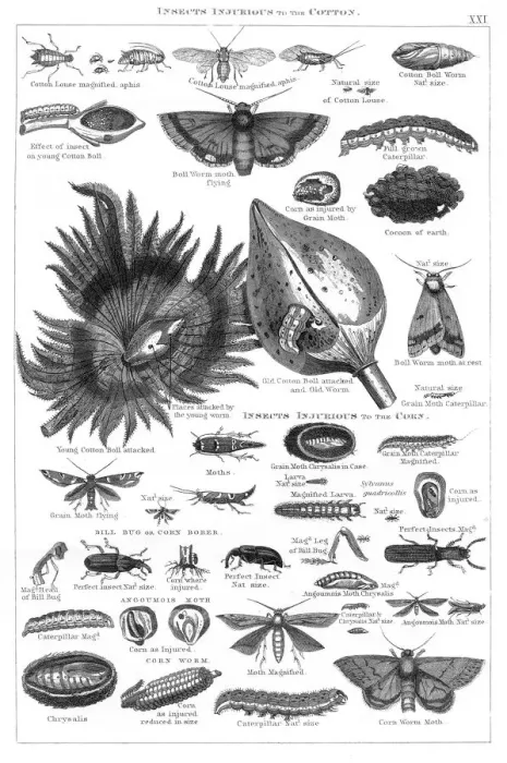 Framed Print : Insects injurious to cotton and corn engraving 1873 Framed Print : Insects injurious to cotton and corn engraving 1873