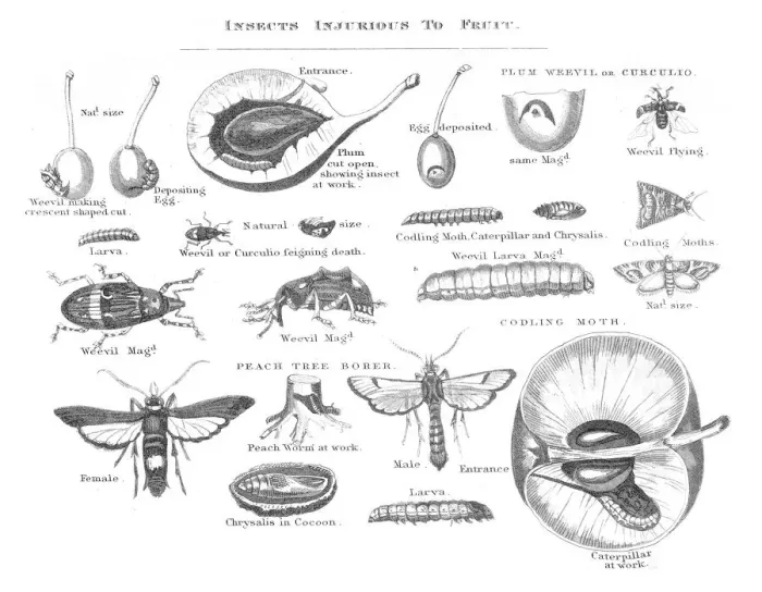 Framed Print : Insects injurious to fruit engraving 1873 Framed Print : Insects injurious to fruit engraving 1873