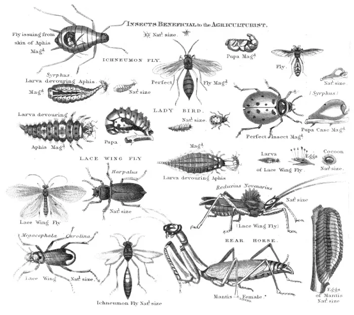 Framed Print : Insects injurious to fruit engraving 1873