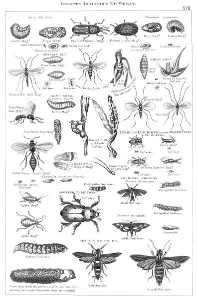 Insects injurious to wheat engraving 1873