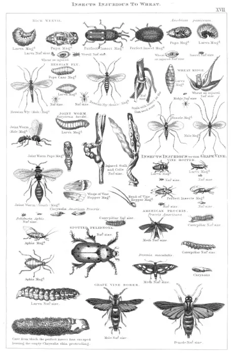 Framed Print : Insects injurious to wheat engraving 1873 Framed Print : Insects injurious to wheat engraving 1873