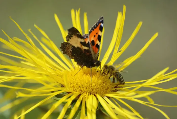 Framed Print : Insects meeting whilst collecting nectar on flower of Elecampane or Horse-heal -Inula helenium-, Small Tortoiseshell -Aglais urticae, Nymphalis urticae- and honey bee -Apis mellifera- Framed Print : Insects meeting whilst collecting nectar on flower of Elecampane or Horse-heal -Inula helenium-, Small Tortoiseshell -Aglais urticae, Nymphalis urticae- and honey bee -Apis mellifera-
