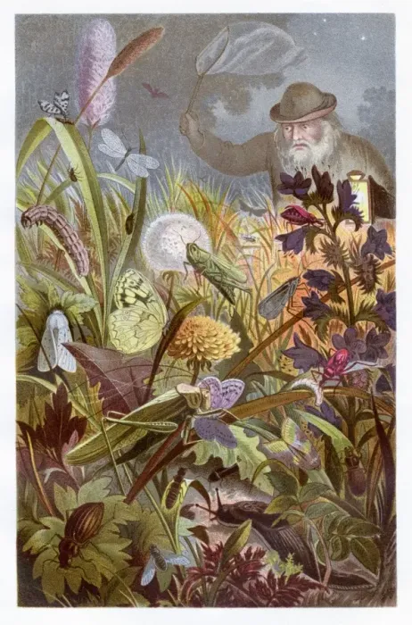 Framed Print : Insects at night Chromolithograph 1884 Framed Print : Insects at night Chromolithograph 1884