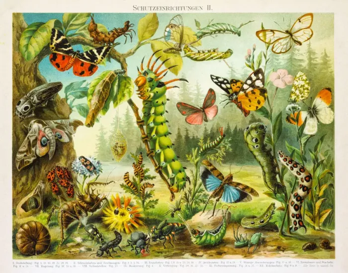 Framed Print : Insects protection devices lithograph 1895 Framed Print : Insects protection devices lithograph 1895
