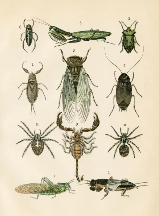 Framed Print : Insects: spider, mantis, cockroach, scorpion engraving 1872 Framed Print : Insects: spider, mantis, cockroach, scorpion engraving 1872