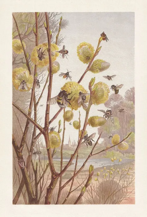 Framed Print : Insects in the spring, chromolithograph, published in 1884 Framed Print : Insects in the spring, chromolithograph, published in 1884