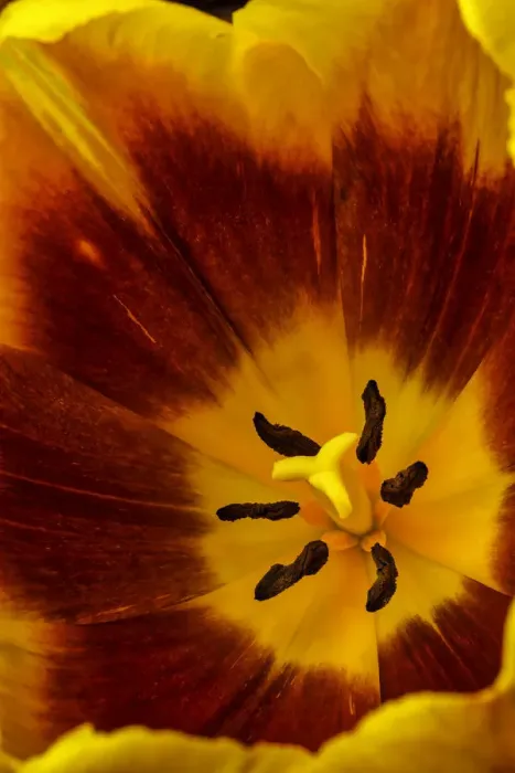 Framed Print : Inside Red And Yellow Tulip Framed Print : Inside Red And Yellow Tulip