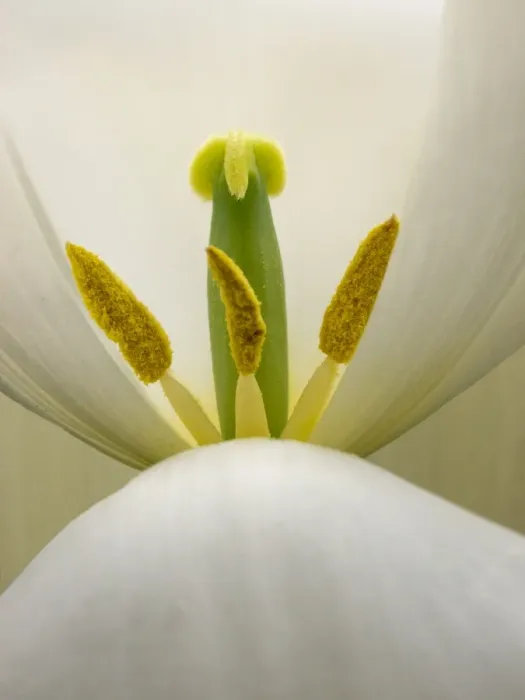 Framed Print : Inside a white tulip Framed Print : Inside a white tulip