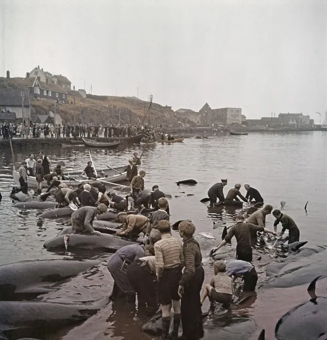 Framed Print : Inspecting Whales Framed Print : Inspecting Whales