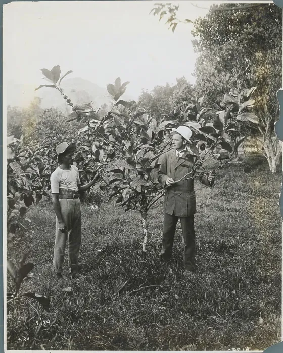 Framed Print : Inspector and Field Worker Examining Coffee Tree Framed Print : Inspector and Field Worker Examining Coffee Tree