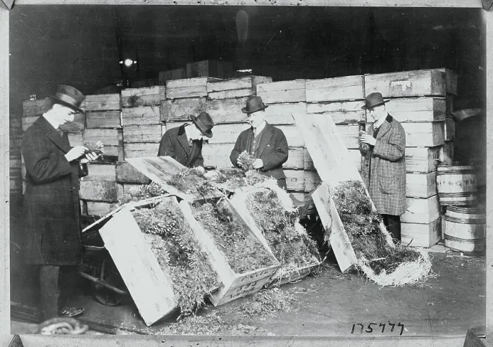 Framed Print : Inspectors Examining Plants Framed Print : Inspectors Examining Plants