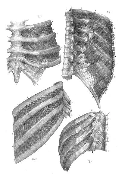 Intercostal nerves anatomy engraving 1866