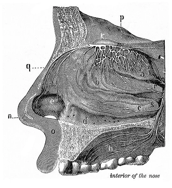 Interiror of the nose engraving anatomy 1872