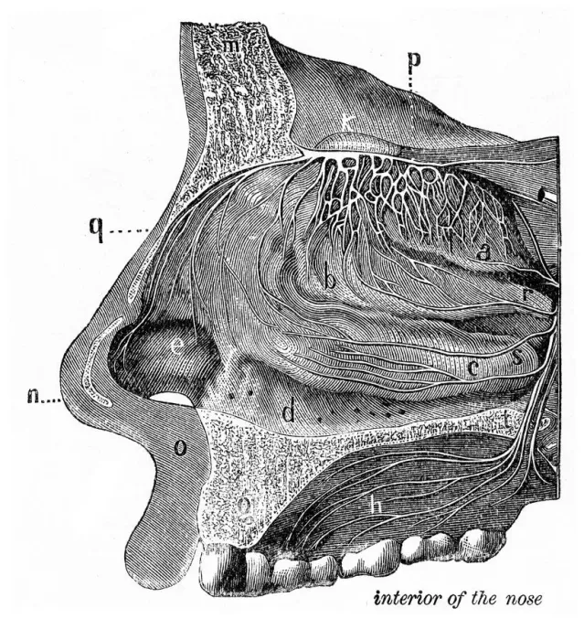 Framed Print : Interiror of the nose engraving anatomy 1872 Framed Print : Interiror of the nose engraving anatomy 1872