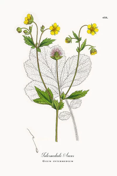 Intermediate Avens, Geum intermedium, Victorian Botanical Illustration, 1863