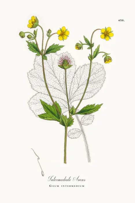Framed Print : Intermediate Avens, Geum intermedium, Victorian Botanical Illustration, 1863 Framed Print : Intermediate Avens, Geum intermedium, Victorian Botanical Illustration, 1863