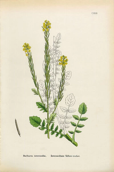 Intermediate Yellow Rocket, Barbarea intermedia, Victorian Botanical Illustration, 1863