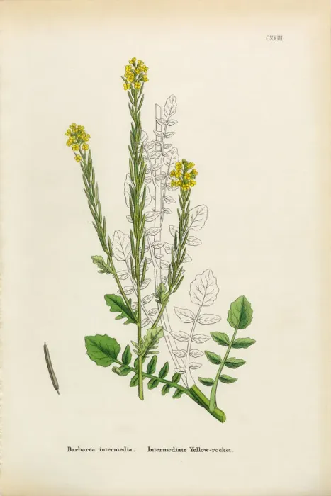 Framed Print : Intermediate Yellow Rocket, Barbarea intermedia, Victorian Botanical Illustration, 1863 Framed Print : Intermediate Yellow Rocket, Barbarea intermedia, Victorian Botanical Illustration, 1863