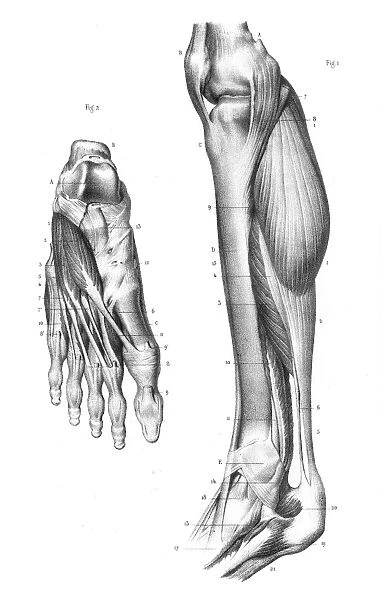 Internal leg region anatomy engraving 1866