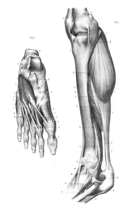 Framed Print : Internal leg region anatomy engraving 1866 Framed Print : Internal leg region anatomy engraving 1866