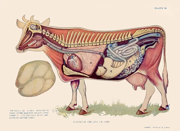 Framed Print : Internal Organs of Cow Framed Print : Internal Organs of Cow