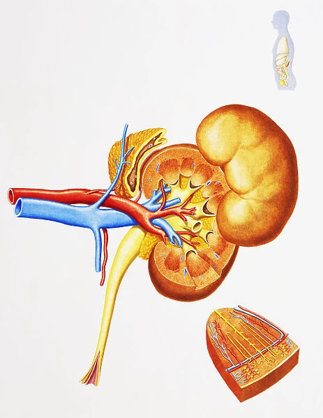 Internal structure of human kidneys, with inset showing medulla