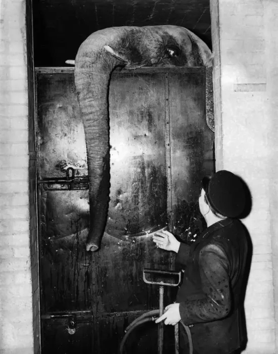 Framed Print : Invalid Elephant Framed Print : Invalid Elephant