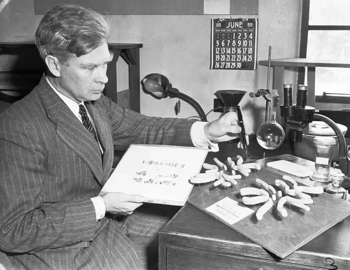 Framed Print : Inventor Calvin B. Bridges Handling Chart on Hereditary Characteristics of a Fly Framed Print : Inventor Calvin B. Bridges Handling Chart on Hereditary Characteristics of a Fly